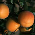 Abricot Muscat