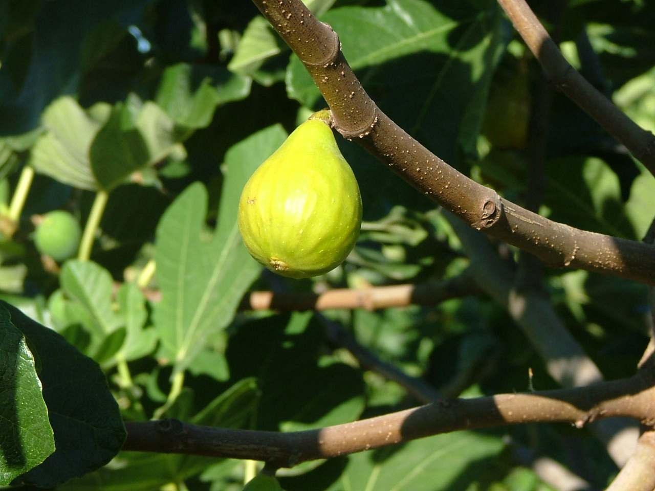 figues 027