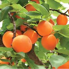 abricot vauccio