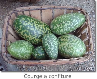 Courge à confiture — citre, méréville ou gigérine