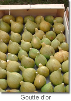 Figues — 2e récolte