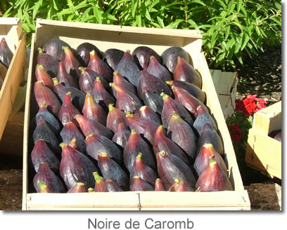 Figues — 1re récolte