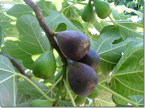 Figues sèches — sous vide au kilo