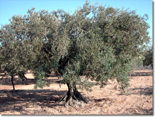 Huile d’olive — bib 3 litres