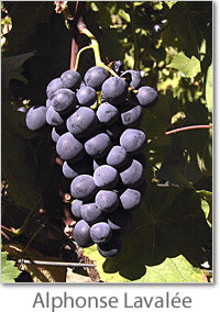 Raisin Alphonse Lavallée