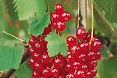 Groseillier rouge Rovada et groseillier blanc Versaillaise