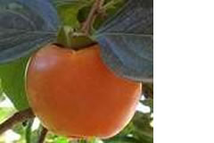 Autres plants