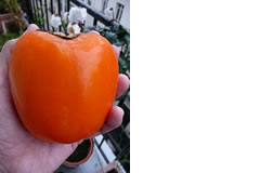 Kaki Fuyu
