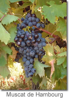 Raisin muscat d’Hambourg