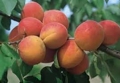 Abricot Lambertin