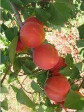 Abricot rouge de Sernhac