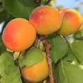Abricot Royal Muscat