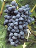 Alvina