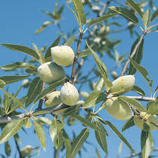 Amandier Ardechoise