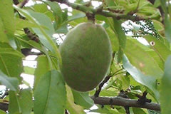 Amandier Sultane