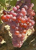BARBAROUX