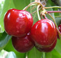 Belge