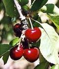 Cerise Garnet