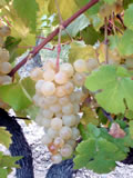 Chasselas doré