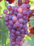 Chasselas rosé