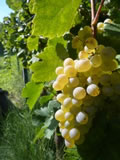 Clairette blanche