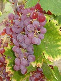 Clairette rosé