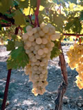 Raisin blanc