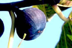 Figue de Solies