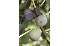 Figue Grisette