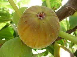 Plants de figuiers