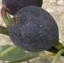 Figue Negronne