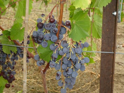 Plants de vigne