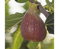 goutte d'or dorée
