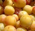 Mirabelle Jaune/dorée