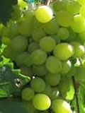 Muscat d'Alexandrie