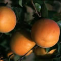 Muscat de Provence