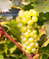 Muscat de Saumure