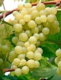 Muscat Polonais