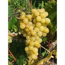 Muscat Reine des vignes