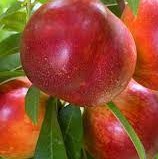 Nectarine Fantasia