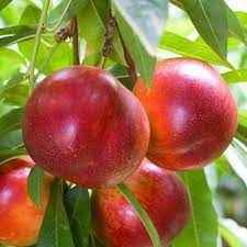 Nectarine Indépendance