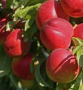 Nectarine Queen giant
