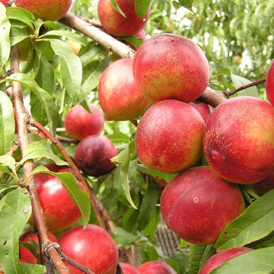 Nectarine Silverlode