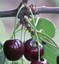 Noire de Meched