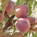 Pèche de vigne blanche