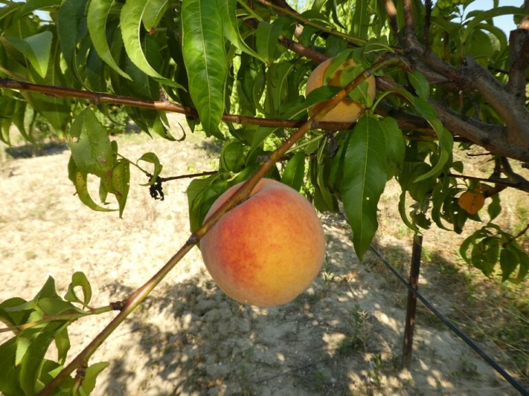 Pèche de vigne jaune