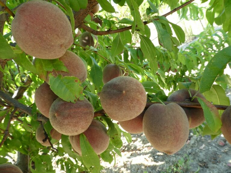 Peche de vigne sanguine