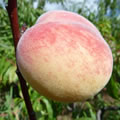 Pèche rouge du Languedoc