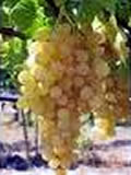 Perle de Csaba