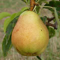 Poire Abates